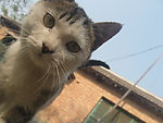 小猫