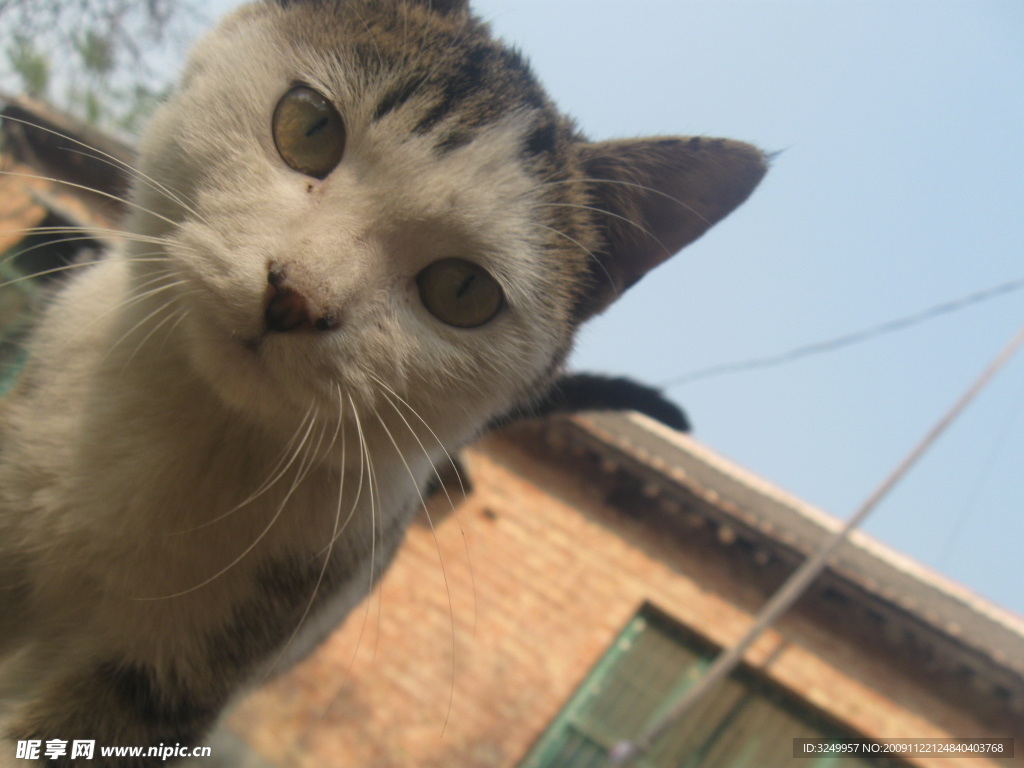 小猫