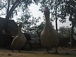 鸭子