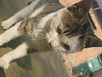 小猫