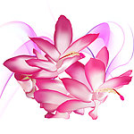 矢量花