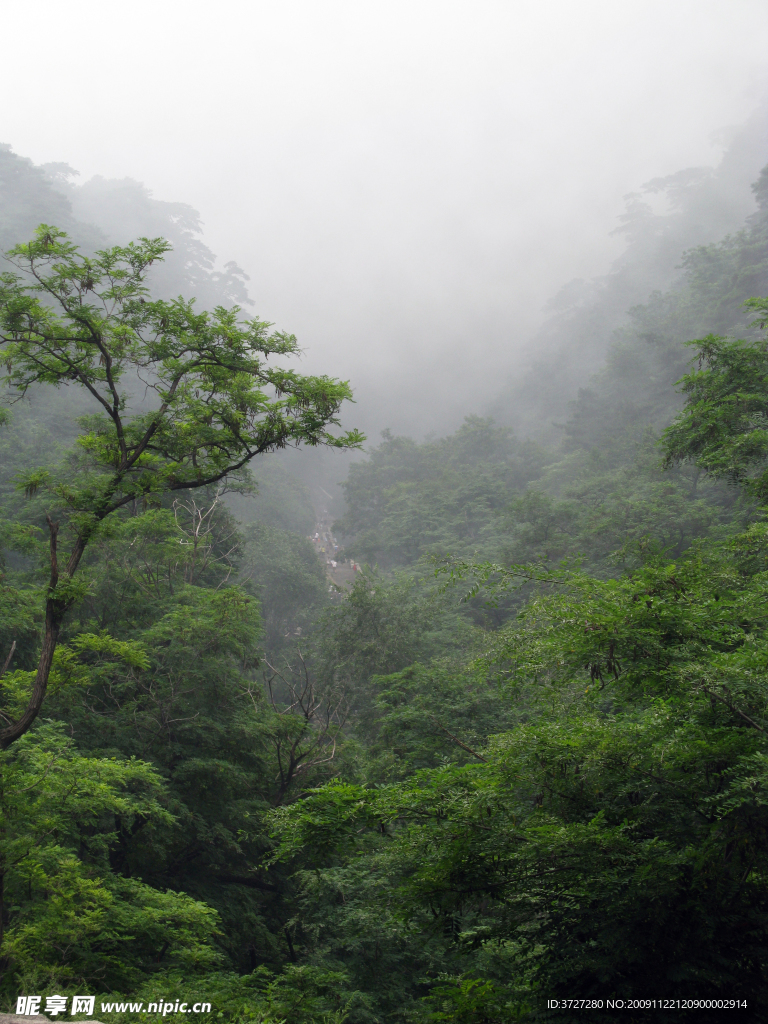 泰山自然风光云雾山林摄影