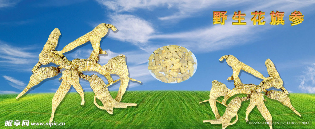 野生花旗参