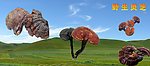 灵芝