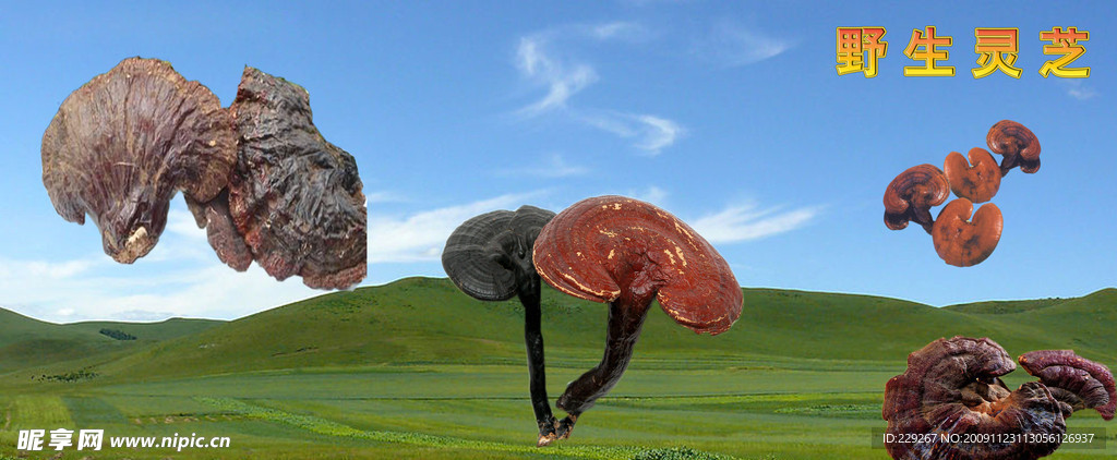 灵芝
