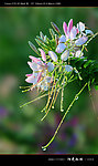 醉蝶花