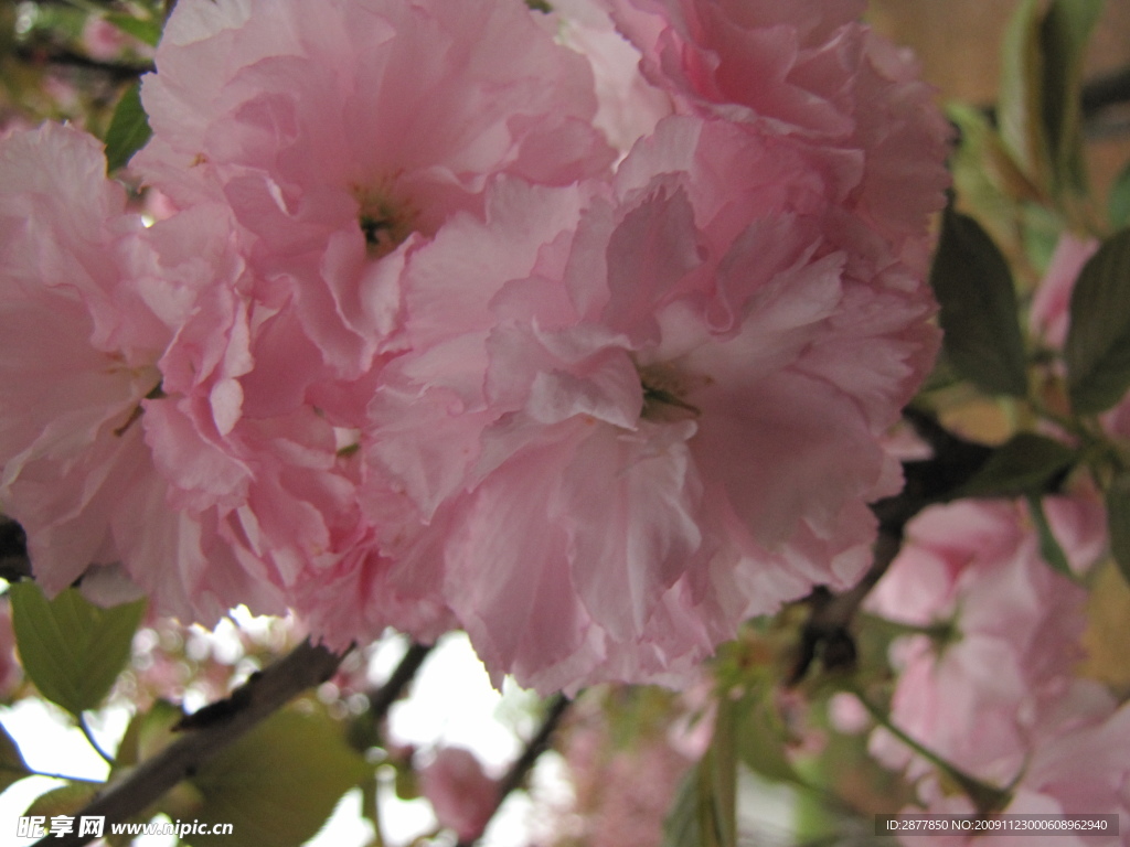 樱花特写