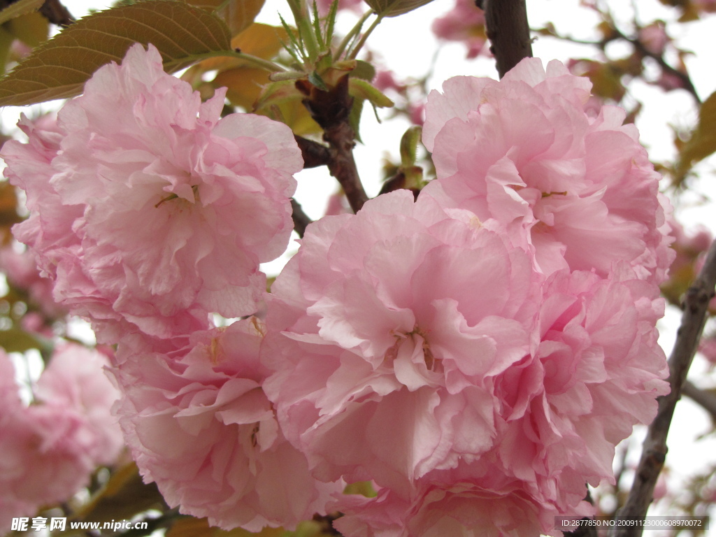 樱花特写