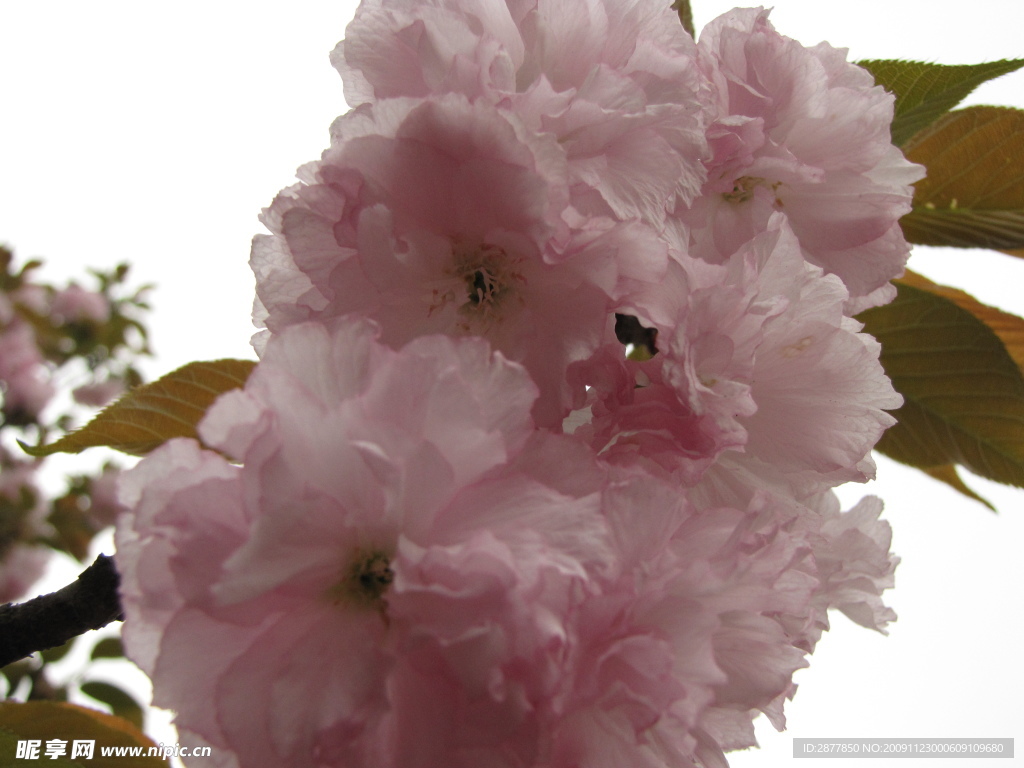 樱花特写
