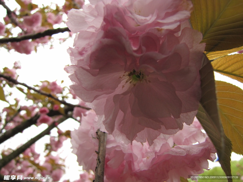 樱花特写