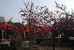 “春”来了