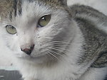 小猫