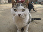 小猫