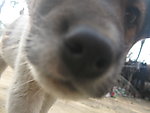 狗仔