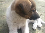 小狗