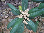 枇杷花开