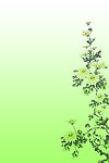 背景 绿色背景 底图 菊花底图 菊花背景图