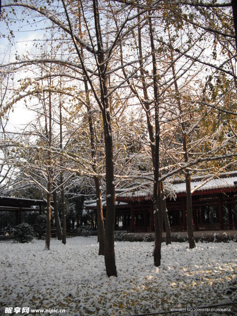 雪景