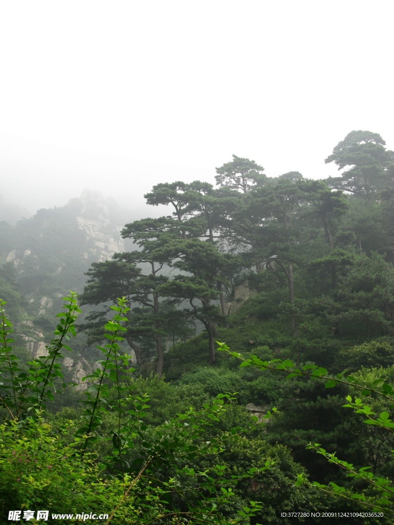 泰山自然风光云雾山林摄影