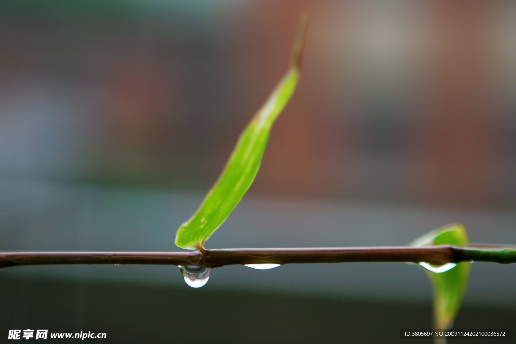 秋雨竹