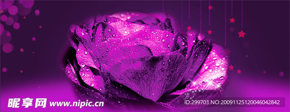 绚丽紫玫瑰