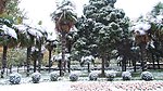 焦作市 人民公园 雪景