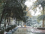 焦作市 人民公园 雪景