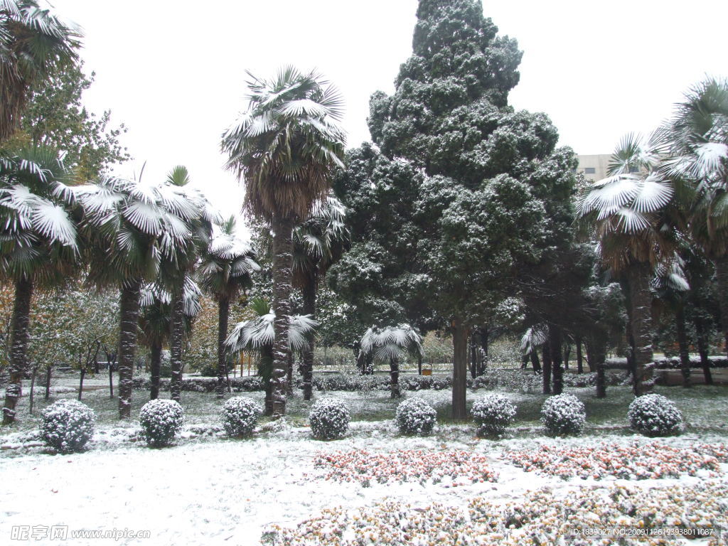 焦作市 人民公园 雪景