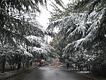焦作市 人民公园 雪景