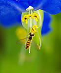 蜜蜂