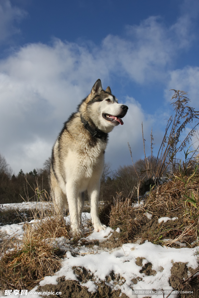 雪橇犬 威严 忠诚 狼 特写