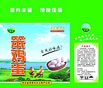 笨鸡蛋