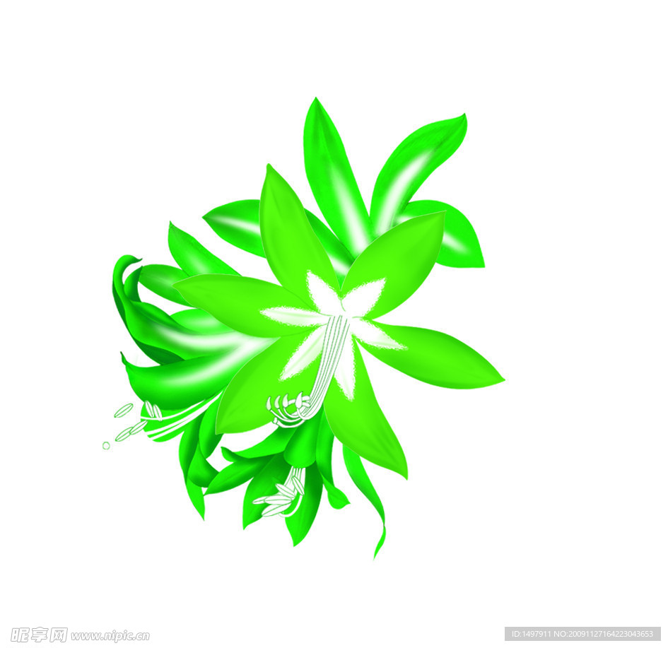 金银花