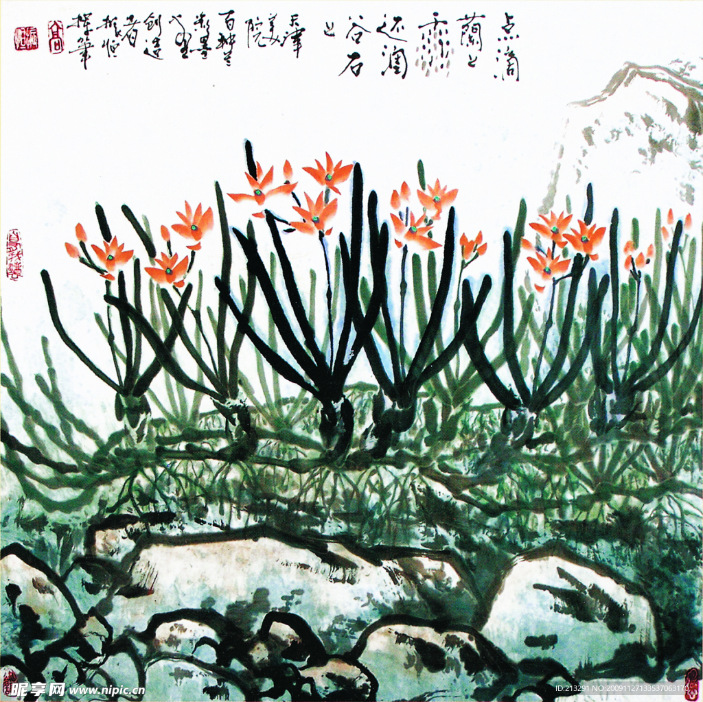 小兰花