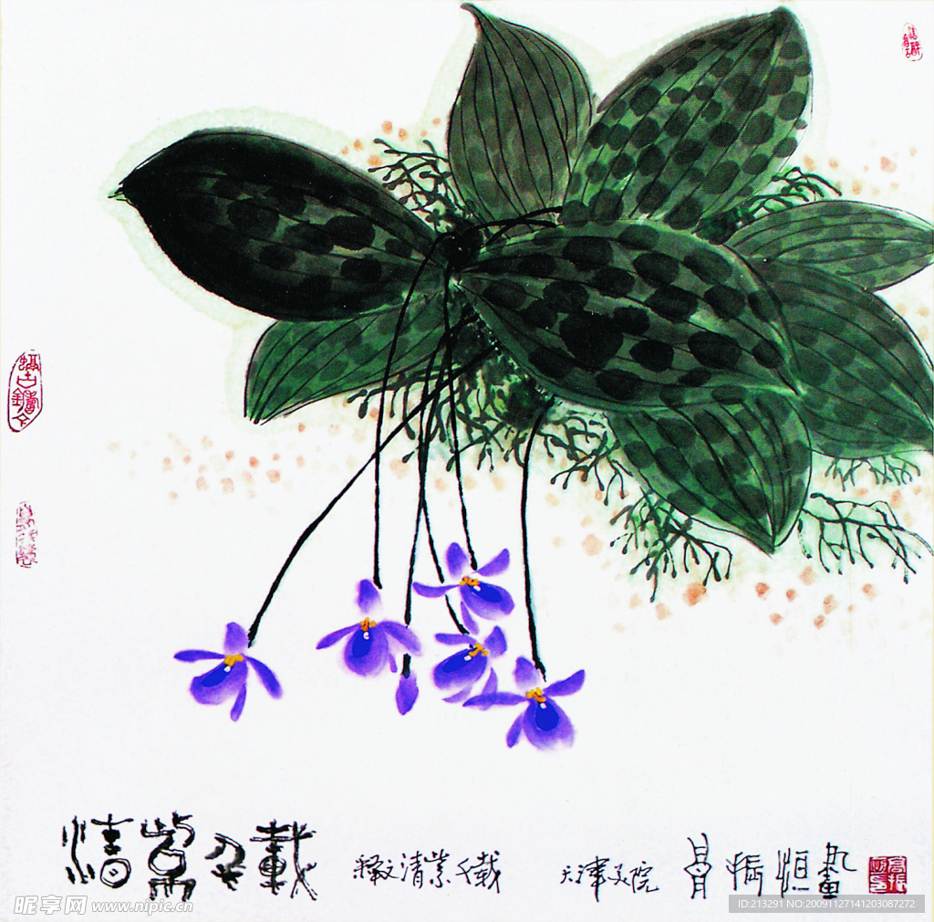 小兰花