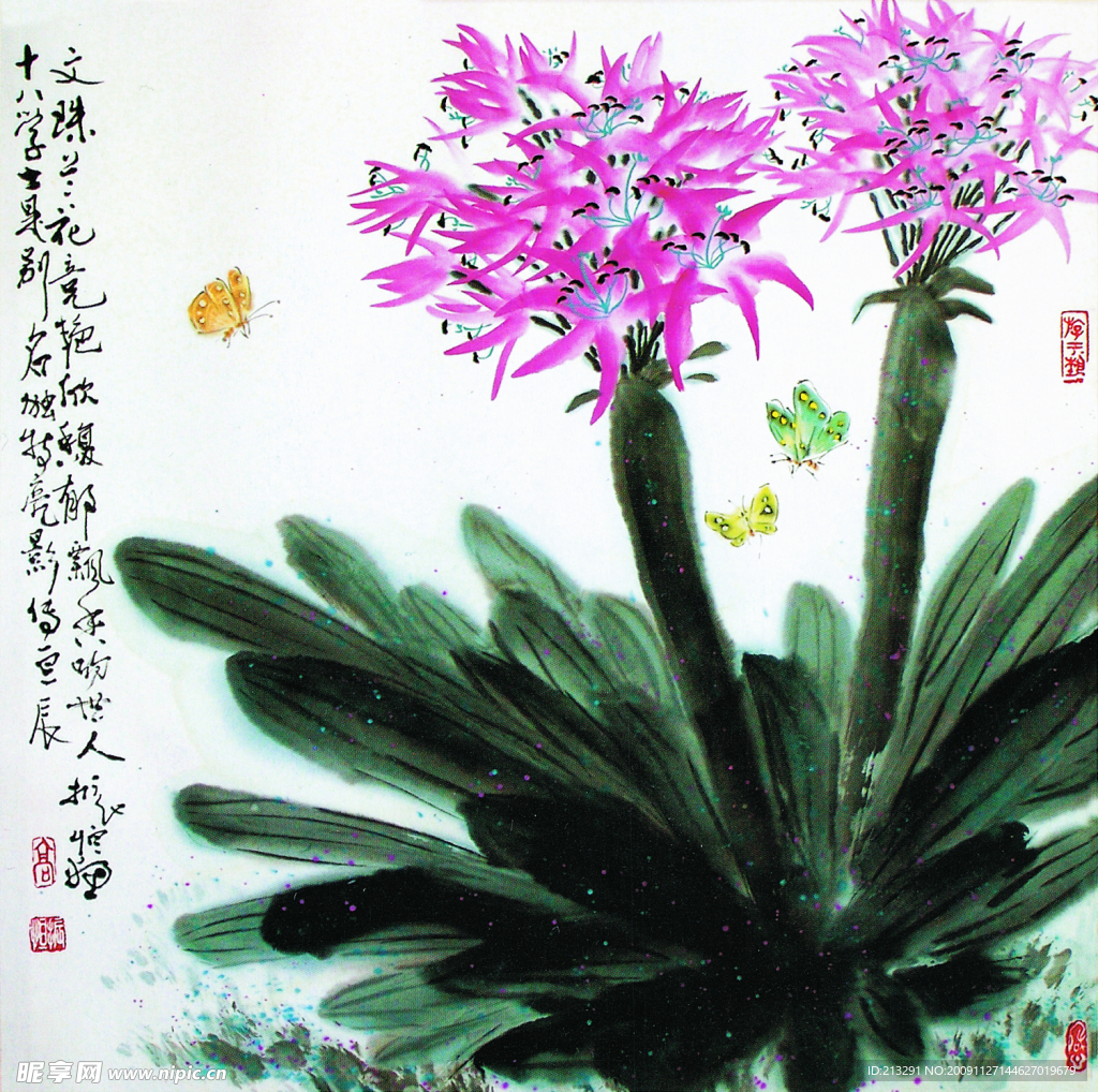 小兰花