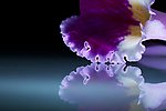 花瓣