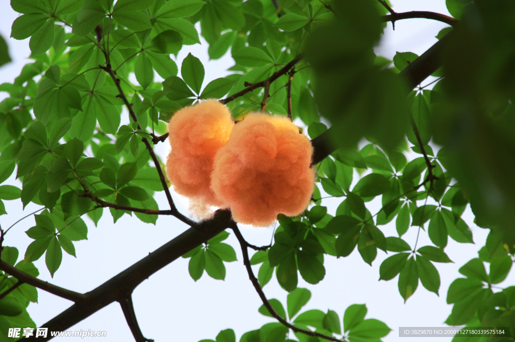 棉花树