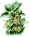 桂花