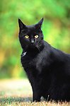 黑猫