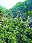 生态茶园