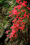 杜鹃花