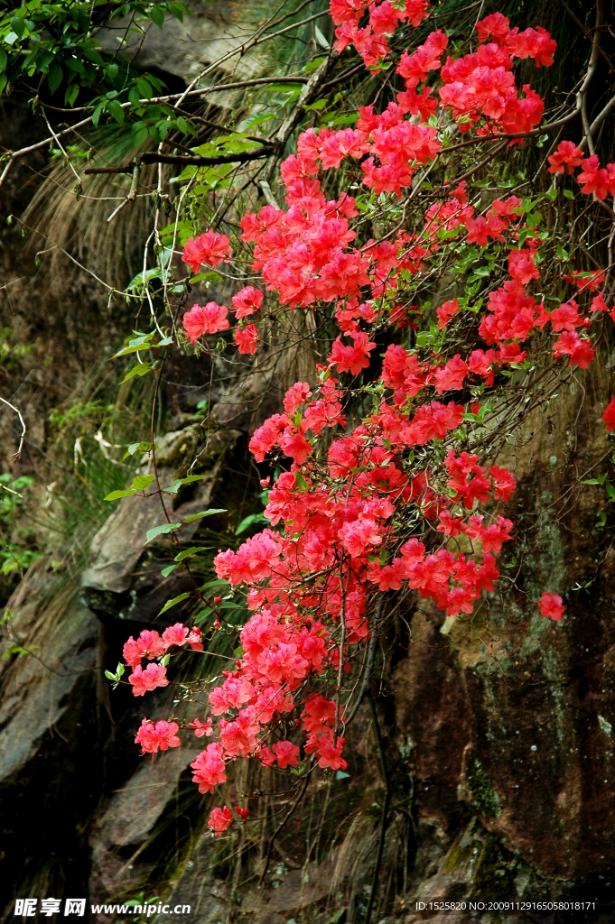 杜鹃花