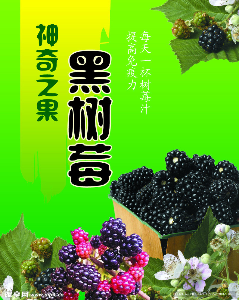 黑树莓
