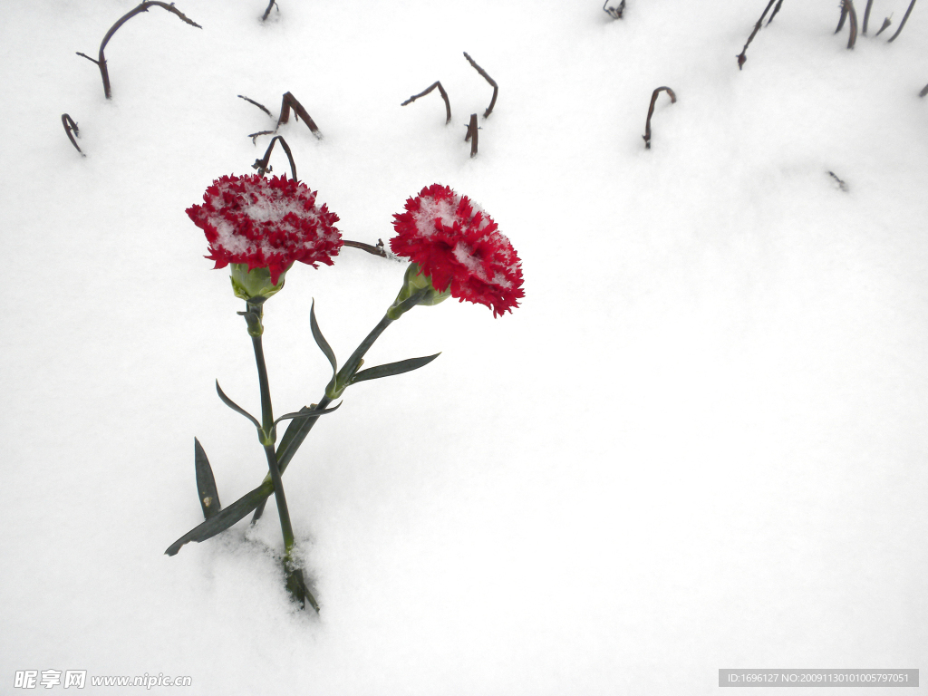 雪地里的红花