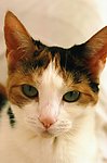 猫咪