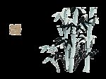 竹子