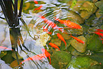 魚翔淺底