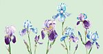 视觉花艺术1
