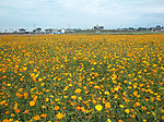 田园美景